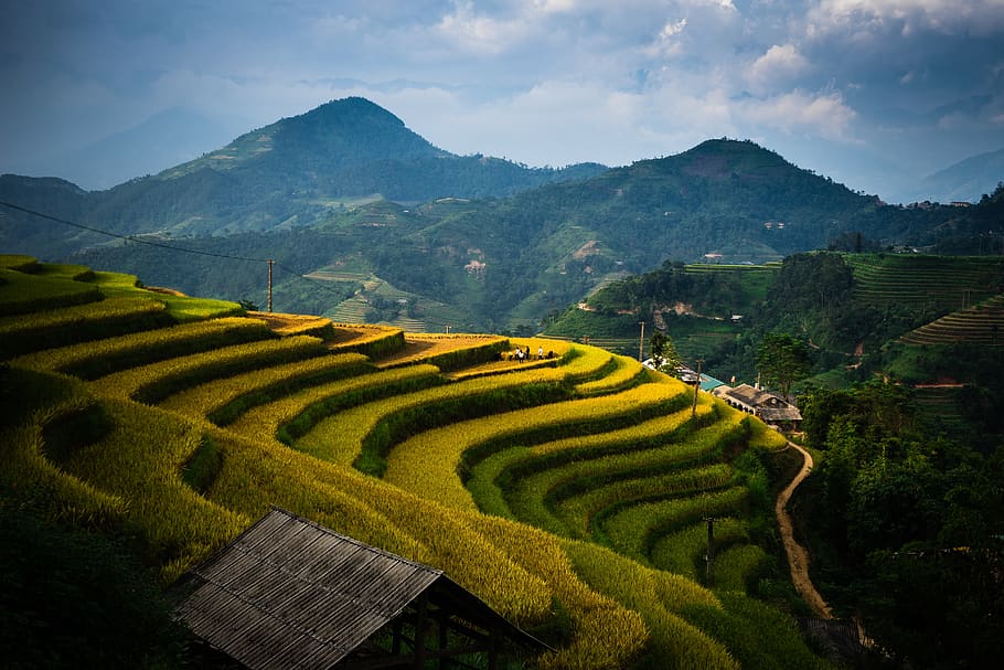 paddy field, version, tree, water, mead, rice, flower, outdoor HD wallpaper