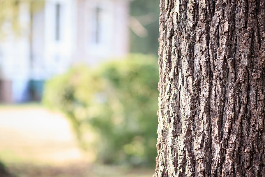 Brown Tree Trunk, blurred background, colors, daylight, environment HD wallpaper