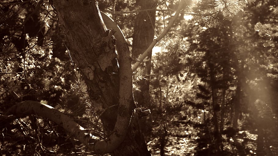 tree, nature, lee canyon, plant, forest, growth, no people HD wallpaper