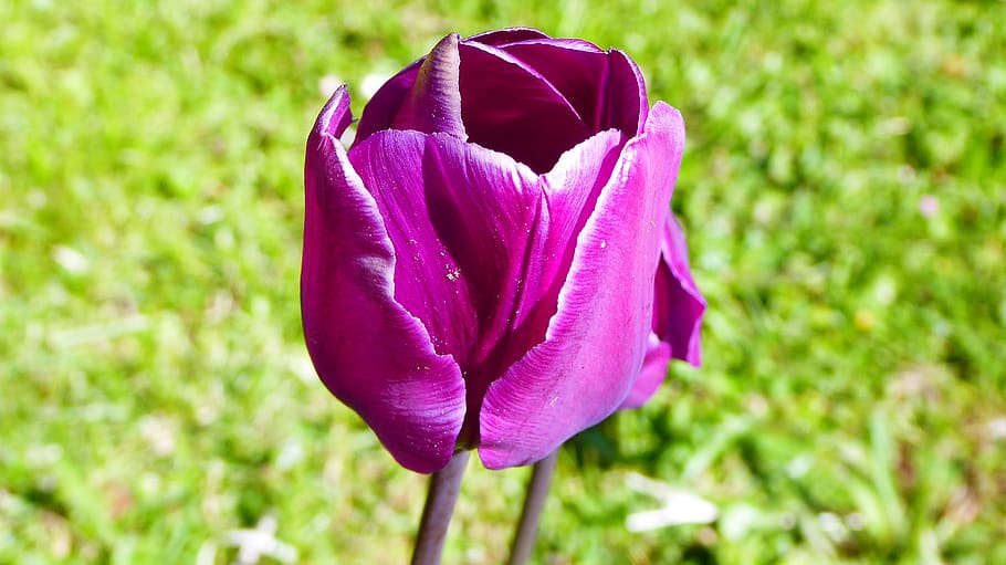Fiori 4k.Hd Wallpaper Viola Fiore Fiori Fleur Plant Flower Flowering