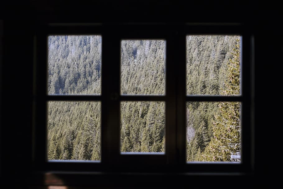 window with green trees, glass - material, transparent, indoors HD wallpaper