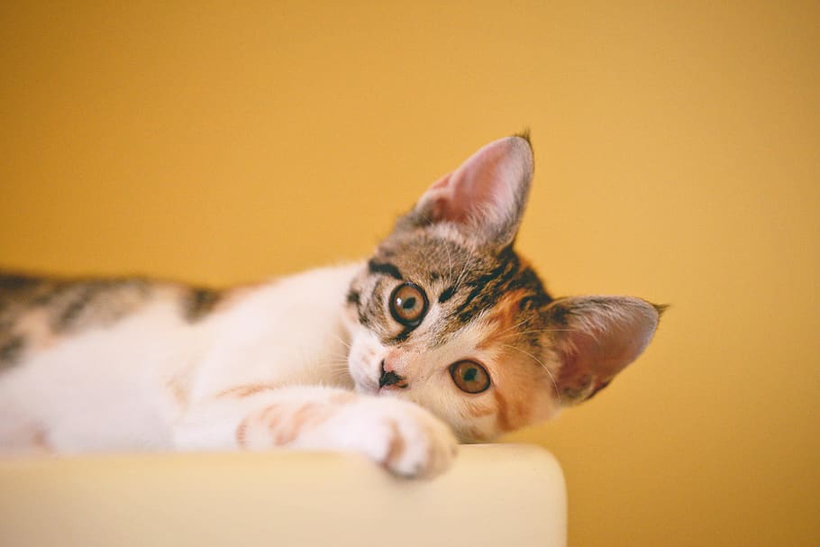 calico kitten lying on white textile, domestic, mammal, pets HD wallpaper