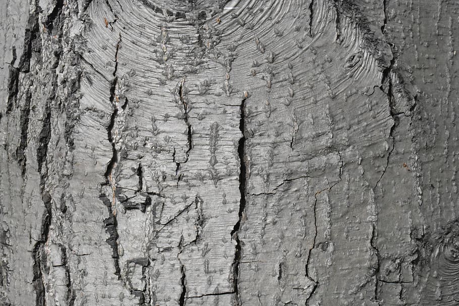 bark, tree, background, texture, nature, template, trees, textured HD wallpaper