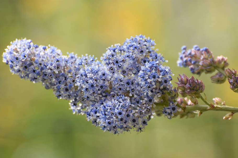 spring, flower, nature, plants, natural, flowering plant, freshness HD wallpaper