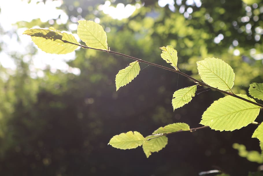 germany, wolfsburg, tree, forest, leaves, plant, leaf, plant part HD wallpaper
