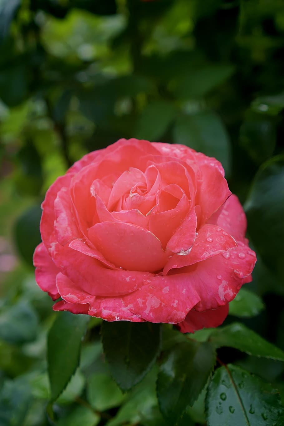 garden, rose, flower, flowering plant, beauty in nature, petal HD wallpaper