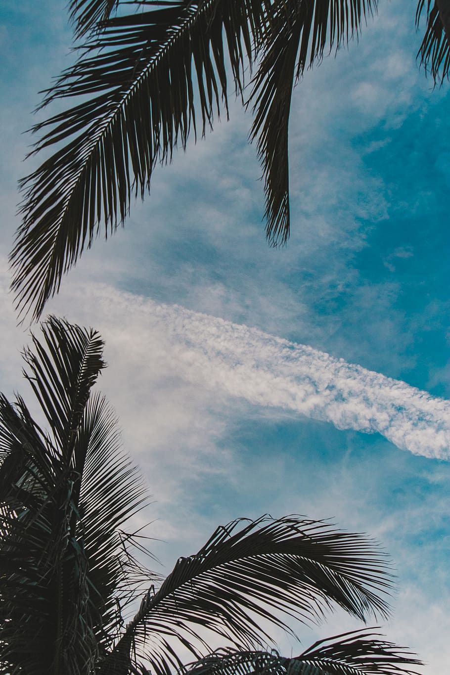 palm tree, tropical climate, palm leaf, plant, sky, cloud - sky HD wallpaper