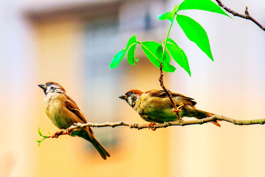 palm, feather, bird, stone, sparrow, beak, eye, coffee, fly HD wallpaper