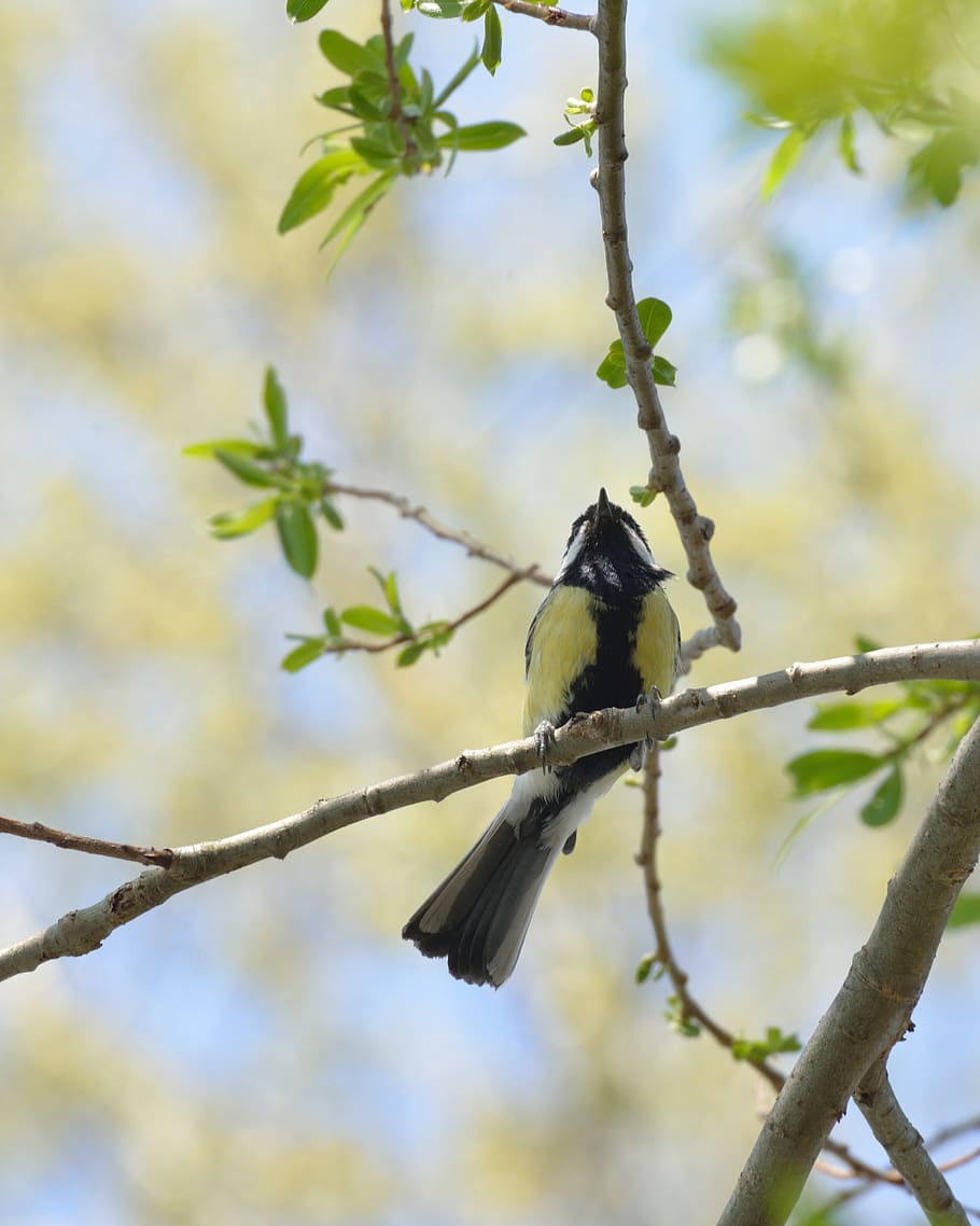 ave, backlight, tree, park, great tit european, wings, silhouette HD wallpaper