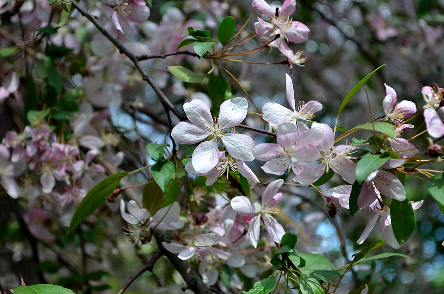 spring, bloom, apple tree, white, garden, flower, flowering plant HD wallpaper