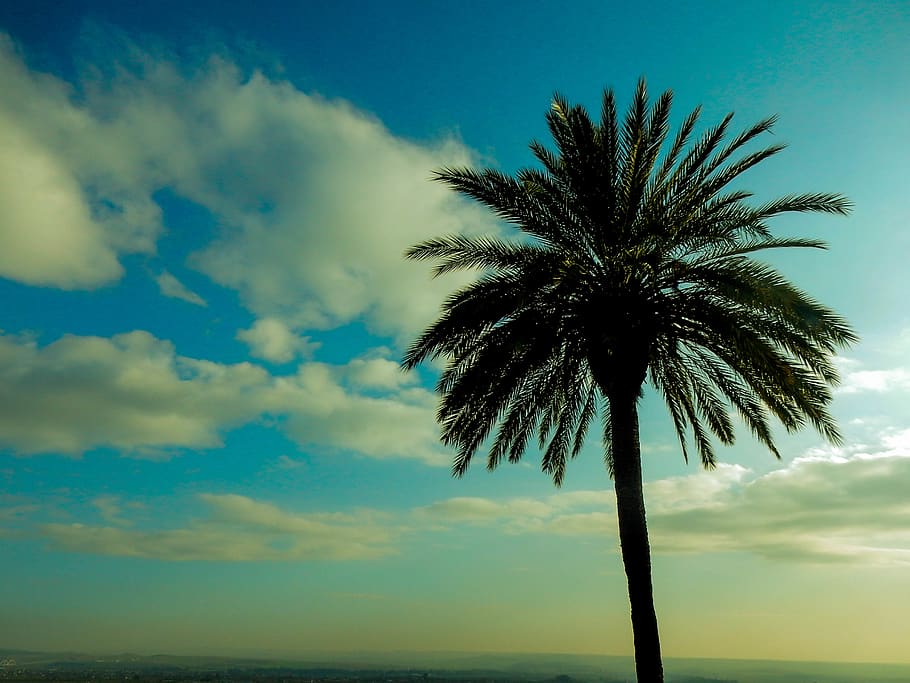 palm tree, sun, city, sky, tropical climate, cloud - sky, beauty in nature HD wallpaper