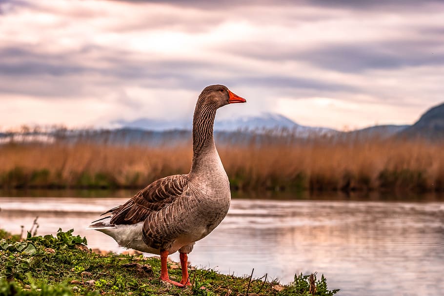 wild goose, lake, sunset, water, nature, bird, animal, plumage, HD wallpaper
