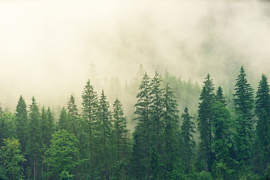 misty, morning, forest, green, mountain, nature, tall, rain