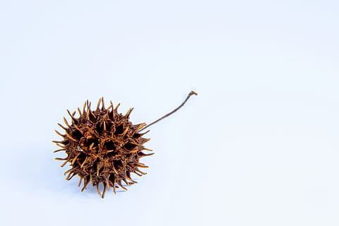 round brown fruit, seed, plant, animal, grain, food, vegetable HD wallpaper