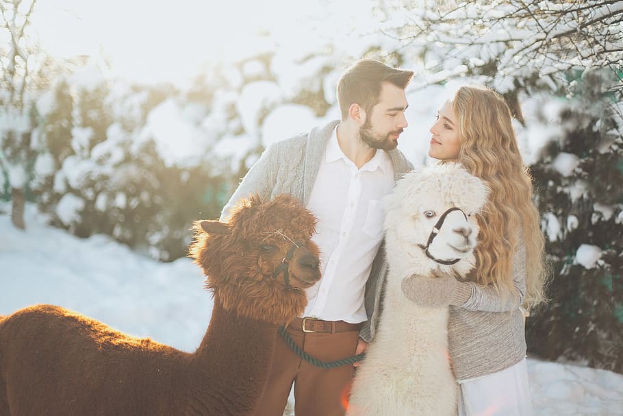 Couple With Two Llamas, happiness, HEROESBRIEF, love, man, people, HD wallpaper