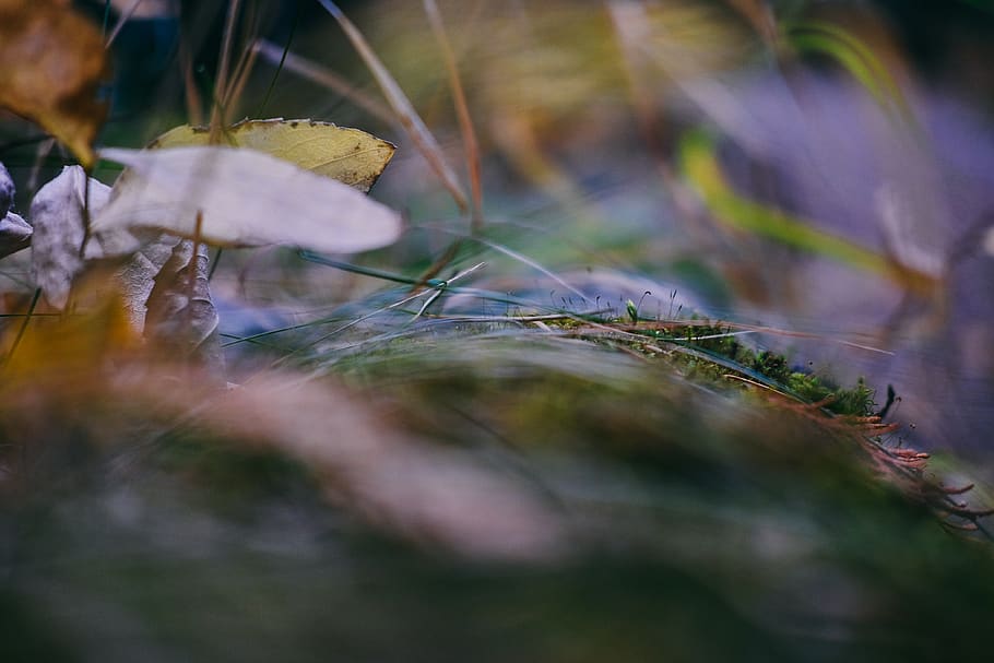 abstract, bokeh, blur, colour, selective focus, plant, growth HD wallpaper