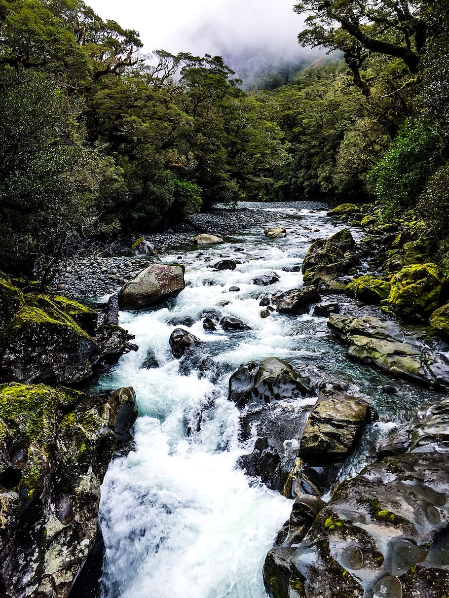 flowing stream surrounded with trees, water, nature, outdoors HD wallpaper