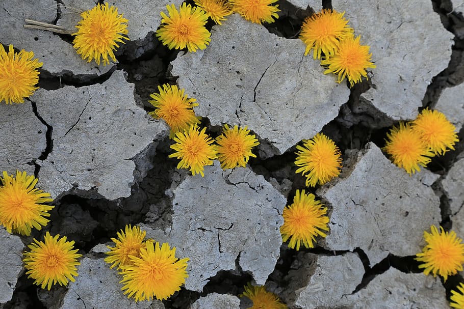 canada, lethbridge, cracks, parched, yellowflowers, newgrowth HD wallpaper
