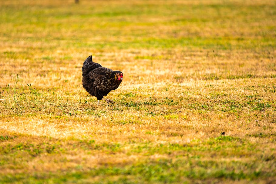black chicken on grass area, animal, hen, poultry, bird, fowl HD wallpaper