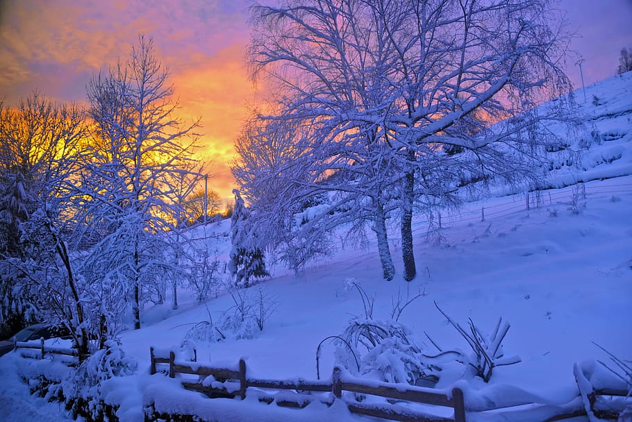 Brown Tree Covered by Snow, cold, dawn, landscape, mountain, scenic HD wallpaper