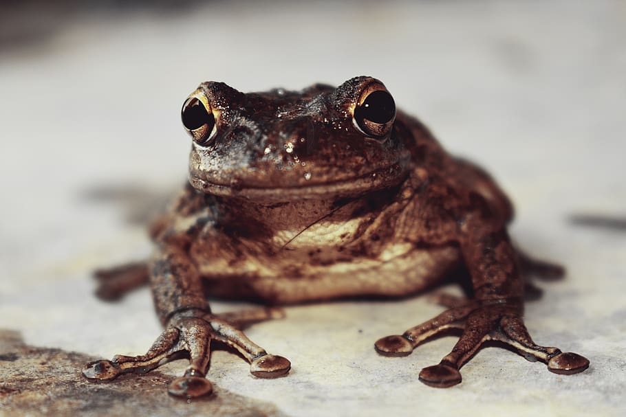 nature, frog cuban, soil, front, animal, animal themes, one animal HD wallpaper