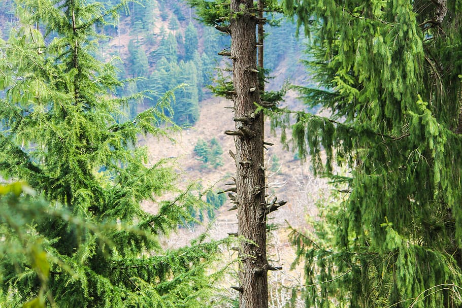 india, manali, trees, plant, growth, trunk, tree trunk, green color HD wallpaper