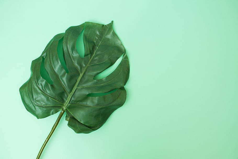 Green Leaf On Green Surface, flatlay, plant, studio shot, green color HD wallpaper