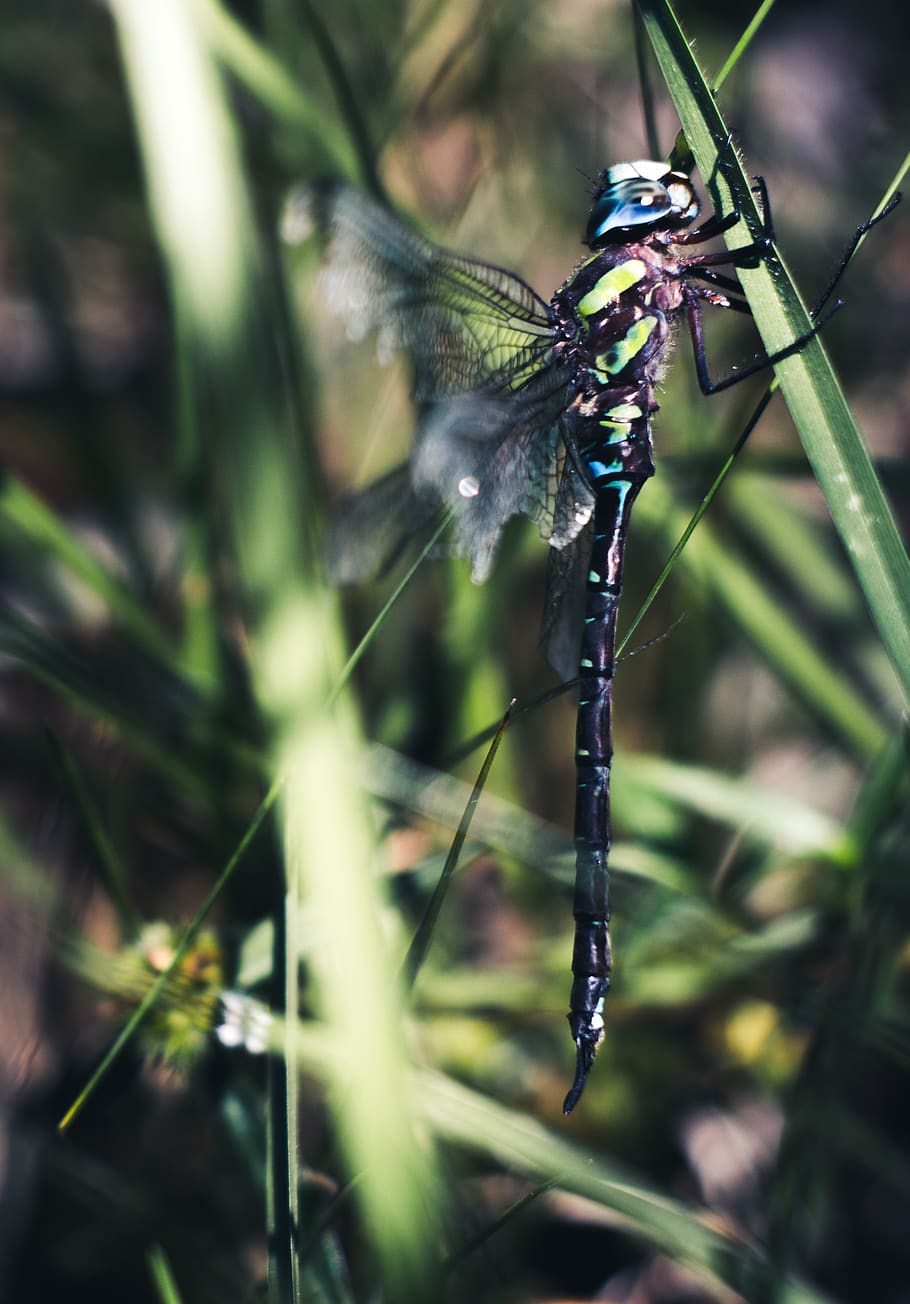 dragonfly, animals in the wild, animal wildlife, insect, invertebrate HD wallpaper