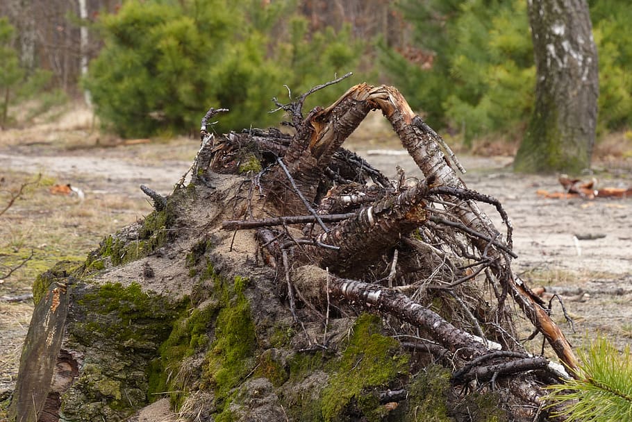 forest, nature, spring, root, spacer, tree, plant, day, tree trunk HD wallpaper