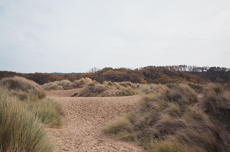 netherlands, overveen, nationaal park zuid-kennemerland, sand dune