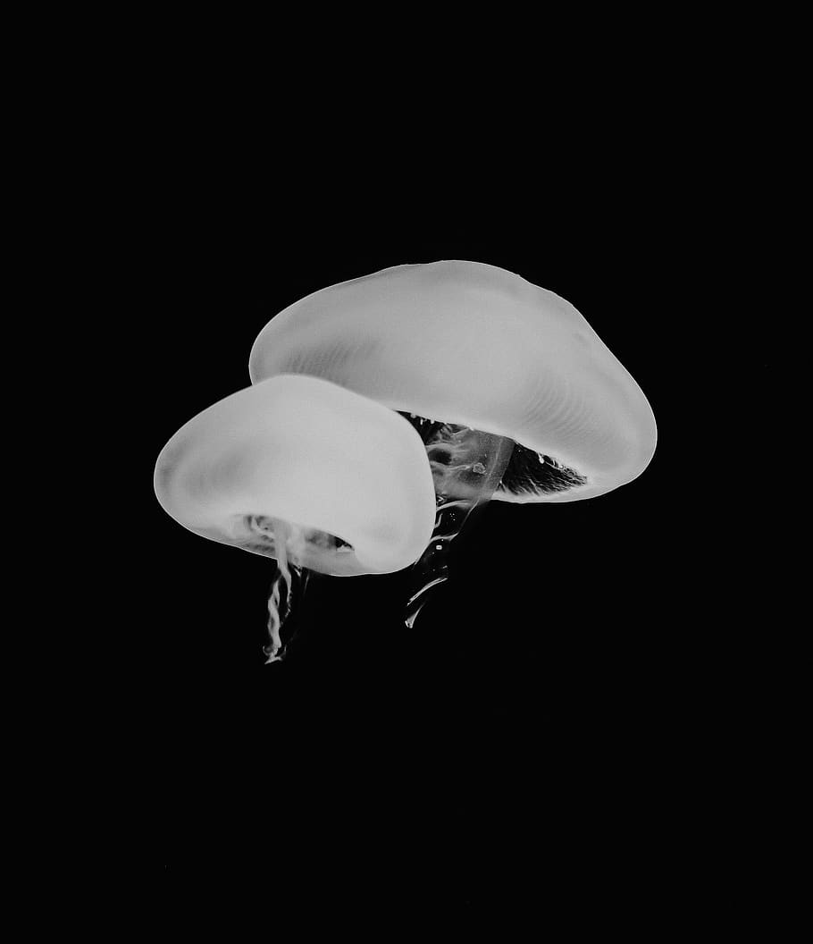 grayscale photo of jellyfish, invertebrate, animal, sea life