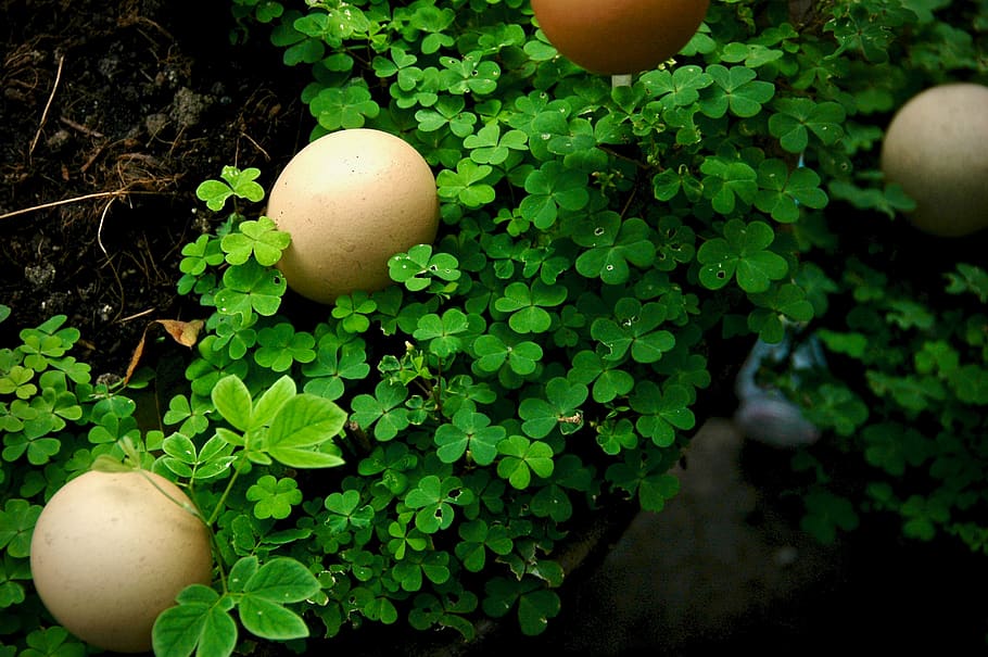 food, food and drink, green color, healthy eating, egg, growth HD wallpaper