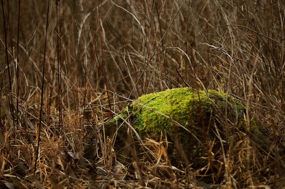 lithuania, moss, green, forest, nature, branch, autumn, plant HD wallpaper