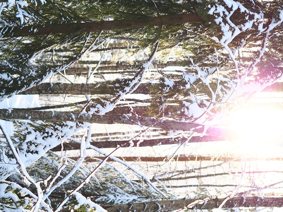 trees covered in snow, nature, pink, wood, forest, dramman, norway HD wallpaper