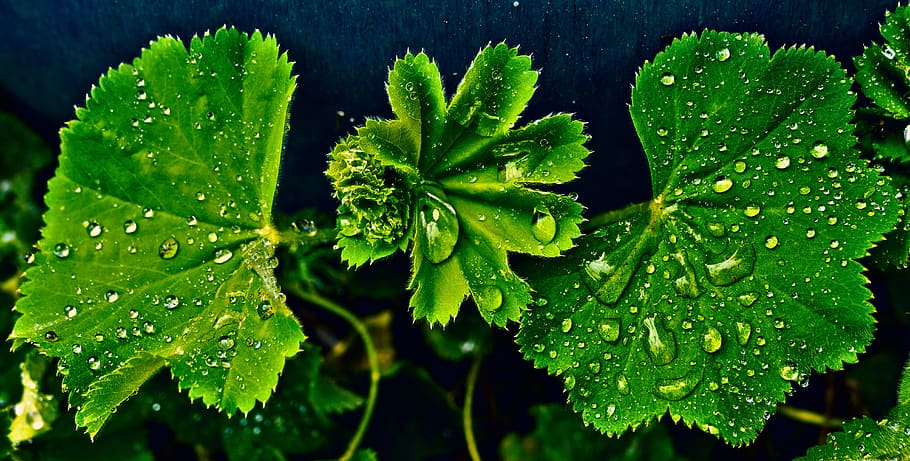 leaf, drip, wet, raindrop, drop of water, avens, geum rivale HD wallpaper