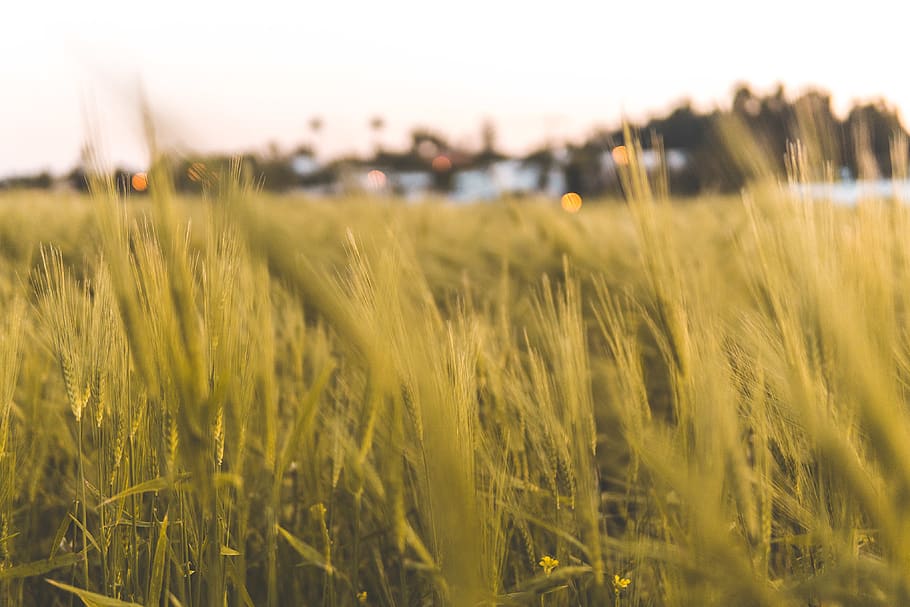 morocco, rabat, grass, nature, landscape, horizon, cloud, plant HD wallpaper