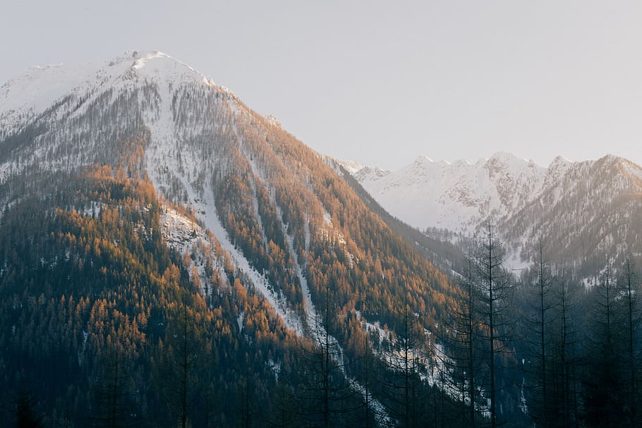 mountains poster, plant, tree, conifer, fir, abies, nature, outdoors HD wallpaper