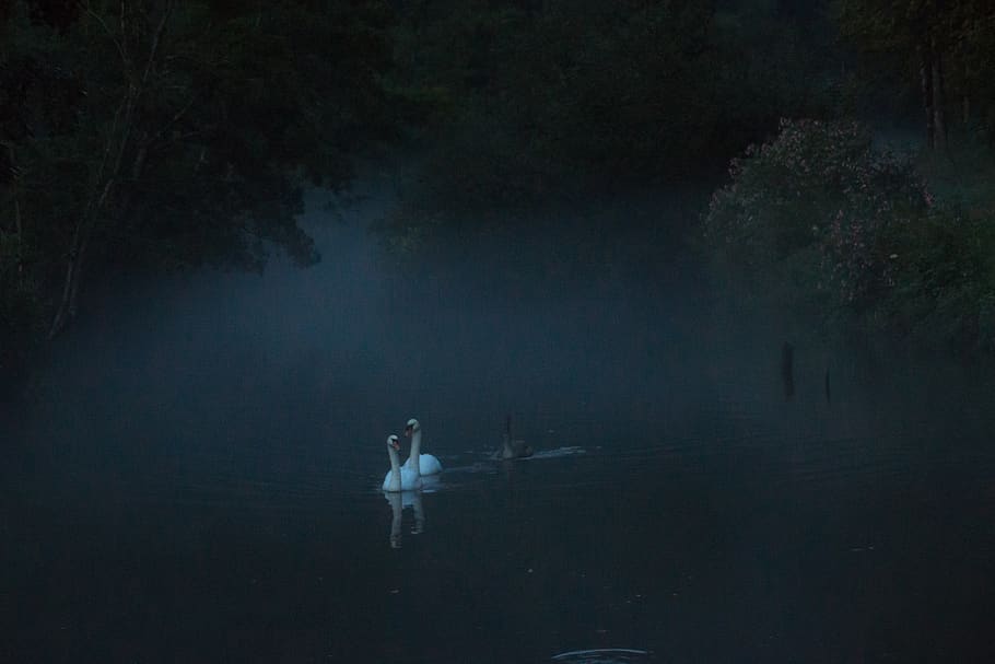 germany, hartenstein, st2162, river, darkness, swans, trees HD wallpaper