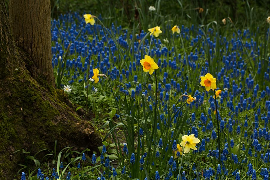 netherlands, flowers, tree, daffodils, spring, april, holland HD wallpaper