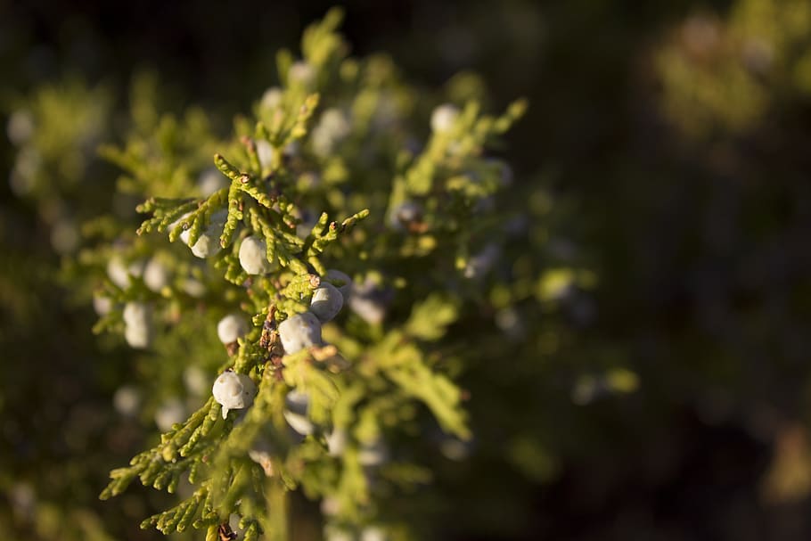 plant, bush, tree, juniper, life, nature, berry, sunset, lighting HD wallpaper