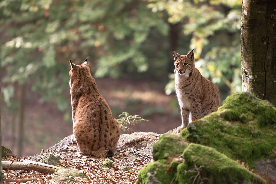 bobcat, wildcat, animal, predator, nature, animal world of HD wallpaper