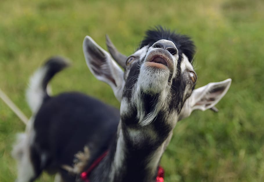goat, lamb, few, grass, cattle, pasture, zhivotnykh, young HD wallpaper