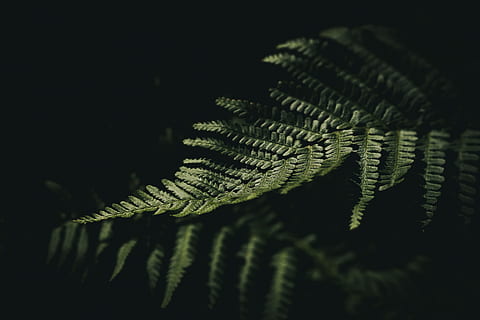 reflection of fern leaf on black surface, plant, leaves, frond HD wallpaper