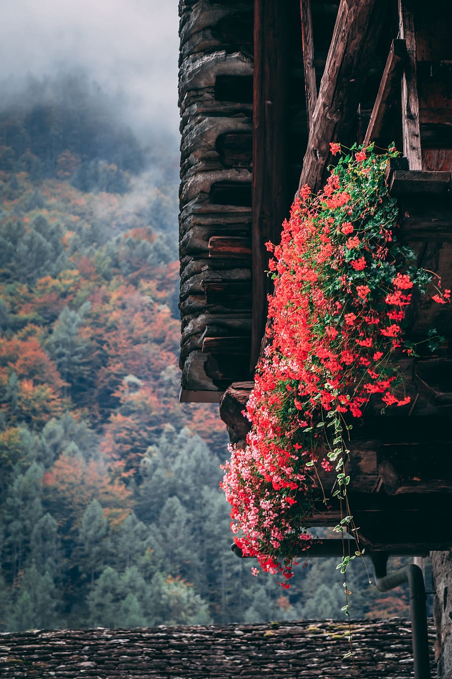 switzerland, maggia, plant, nature, growth, flowering plant HD wallpaper