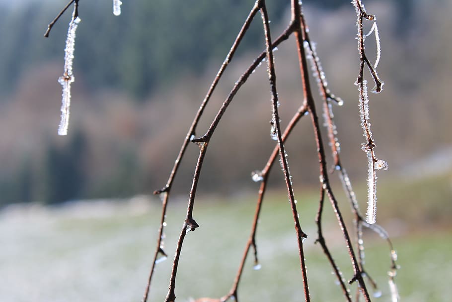 tree, nature, forest, landscape, frost, atmospheric, focus on foreground HD wallpaper