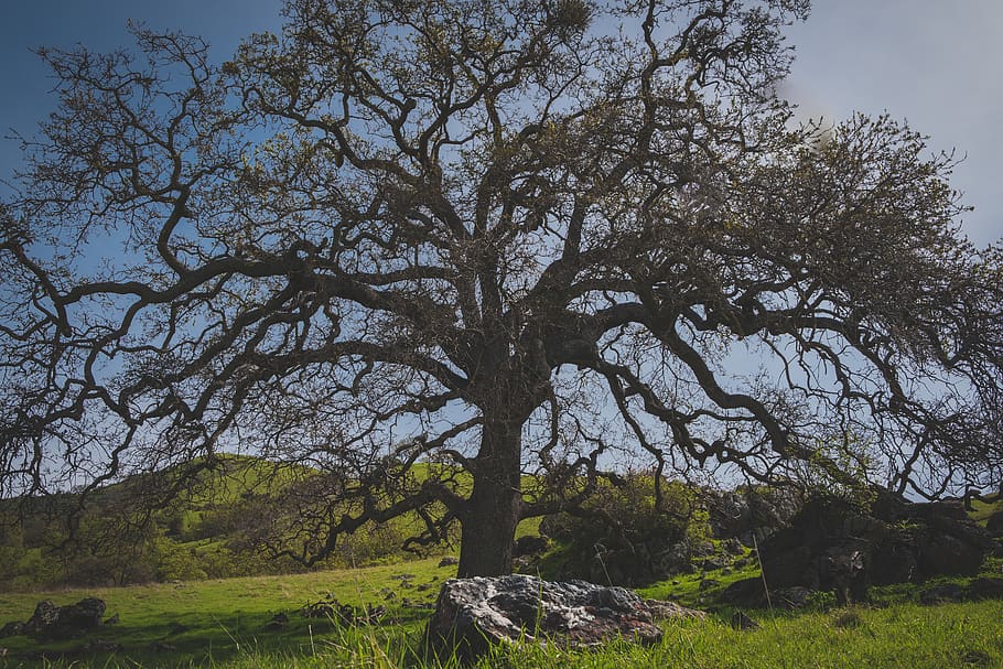 green leaf trees near mountain, plant, tree trunk, usa, sunol wilderness HD wallpaper