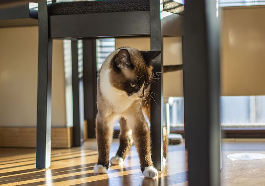 cat, indoor, pet, cute, domestic, feline, home, adorable, pets HD wallpaper