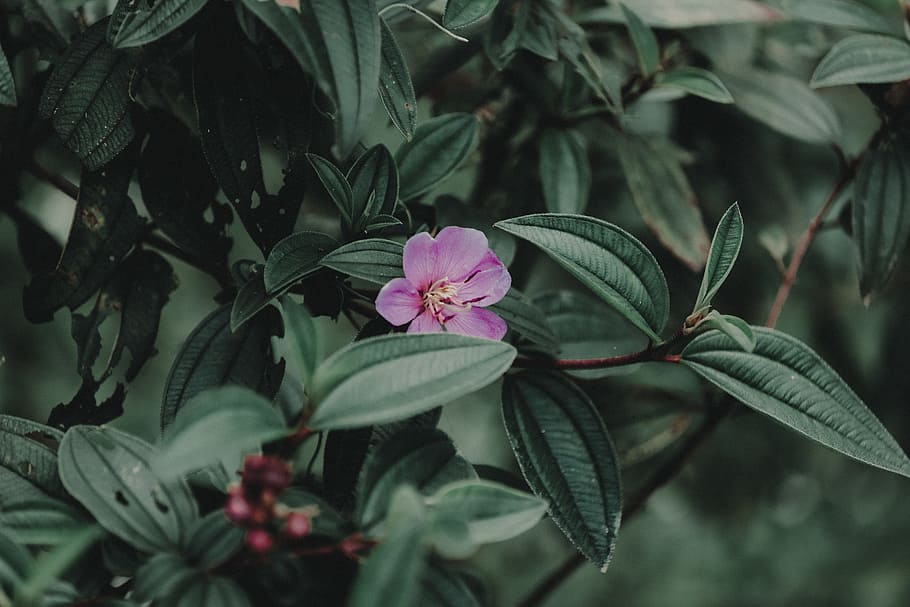 Photo of Purple Petaled Flower Plant, beautiful, blooming, delicate HD wallpaper