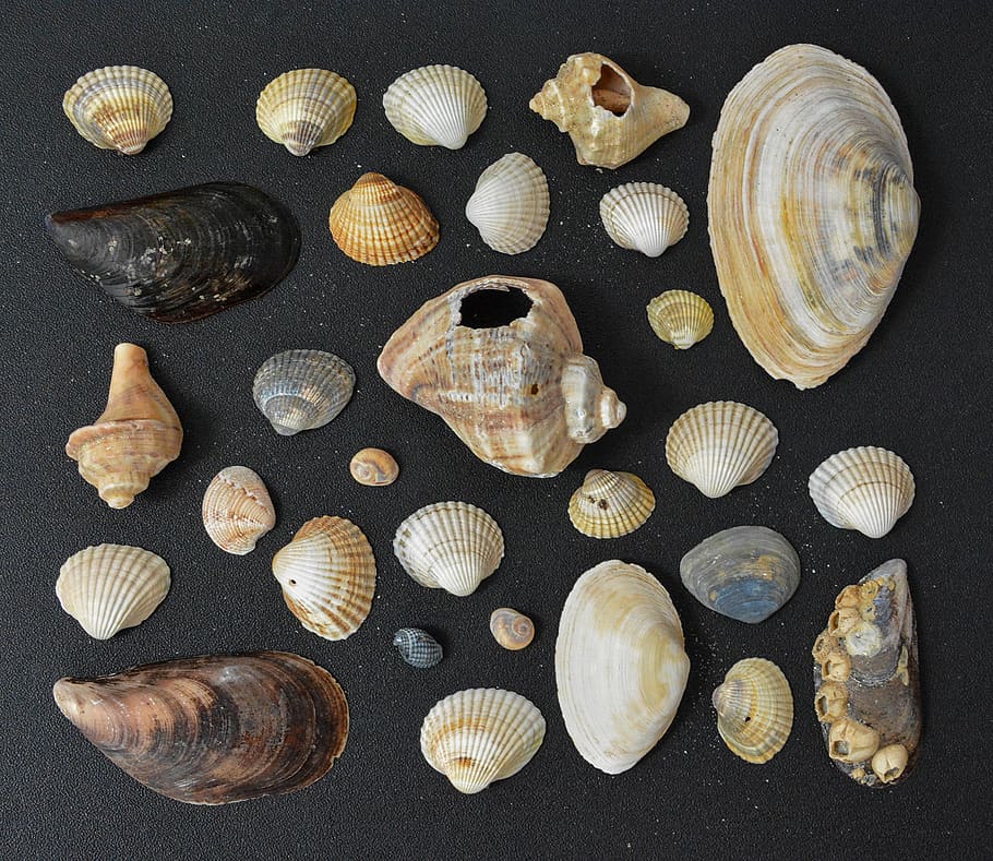 shell texture, summer, beach, mcraftpix, island, travel, vintage HD wallpaper