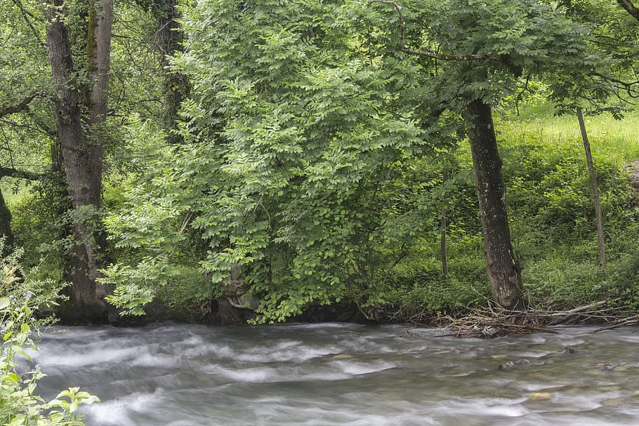 trees, plant, forest, water, beauty in nature, growth, land HD wallpaper